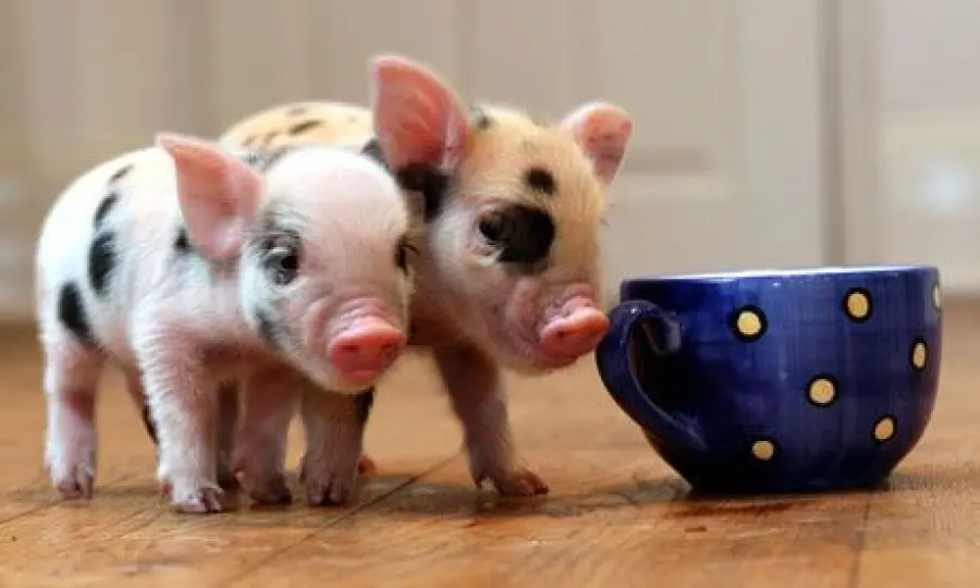 Secondo i bambini tutti gli animali meritano coccole e trattamenti come i domestici