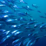 I pesci hanno capacità di fare calcoli, lo studio