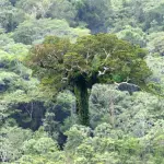 Piantare gli alberi nei vialetti può fare bene alla salute