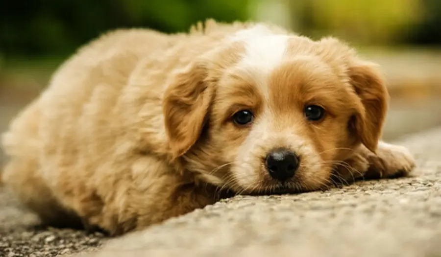 Il comportamento dei padroni si ripercuote su quello dei cani