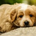 Il comportamento dei padroni si ripercuote su quello dei cani