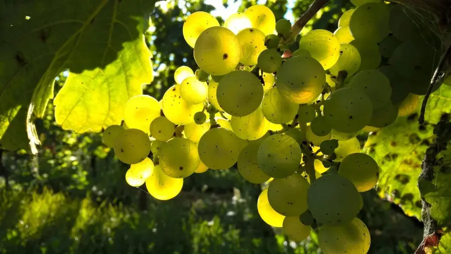 Dalla vigna al bicchiere: l’evoluzione della sostenibilità nella filiera vinicola