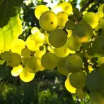 Dalla vigna al bicchiere: l’evoluzione della sostenibilità nella filiera vinicola
