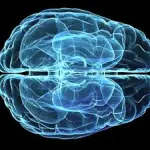 La competizione tra individui dipende da un gene presente nel cervello