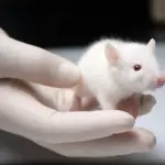 Messe a punto cure di ringiovanimento delle cellule nei topi, l'esperimento