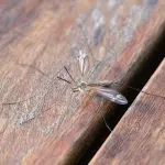 Infestazioni di zanzare: come intervenire per risolvere il problema