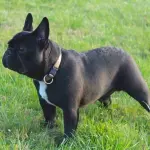 I cani soffrono se muore un altro cane? La scienza dice di sì