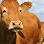 Consumare carne fa bene alle aspettative di vita, lo studio