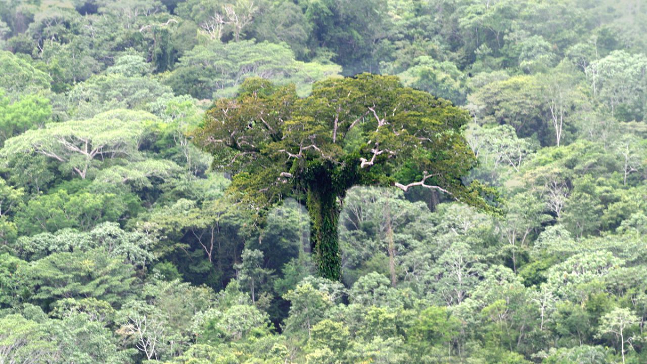Sulla Terra ci sono molti più alberi di quanto si pensasse finora, la scoperta