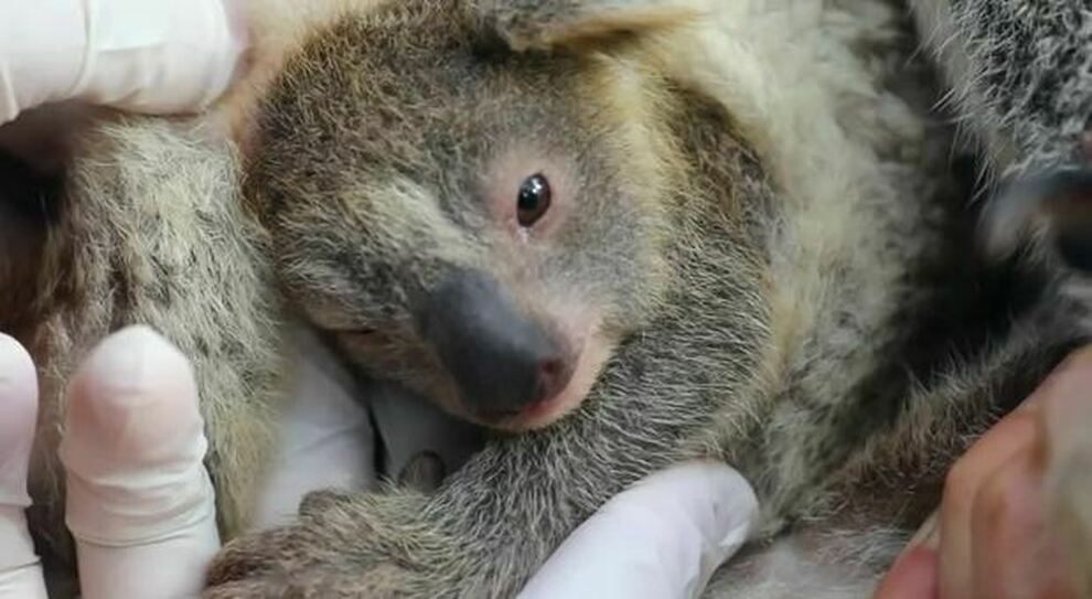 Koala inserito tra le specie a rischio estinzione, presenti solo 43 mila esemplari
