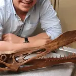 I dinosauri soffrivano di malattie respiratorie: lo studio dei fossili