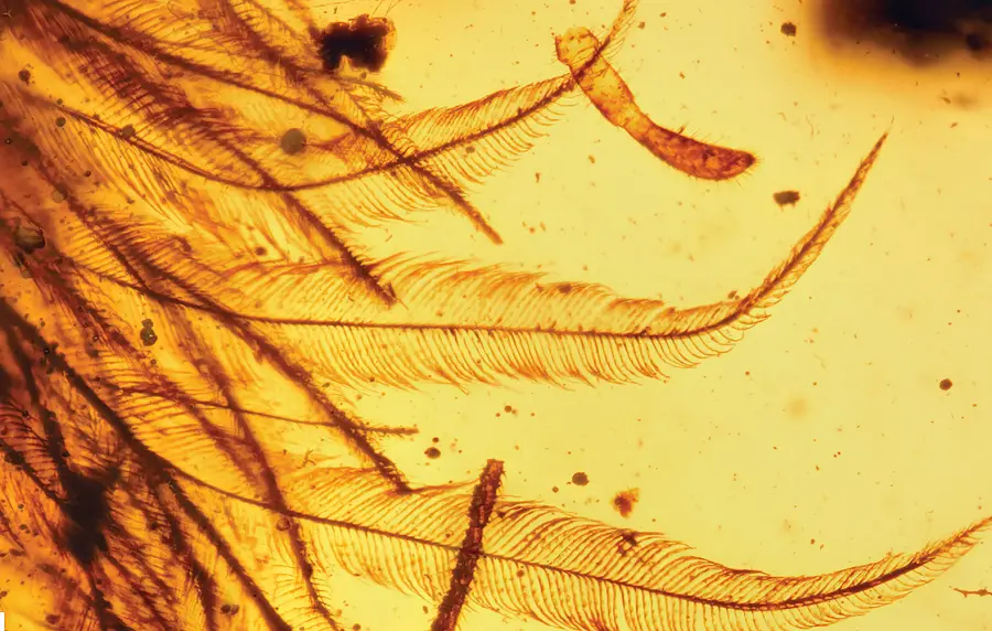 Trovati fiori fossili in ambra birmana, la scoperta
