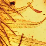 Trovati fiori fossili in ambra birmana, la scoperta