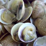 Le vongole prendono il cancro: lo studio