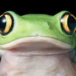 Panama, scoperta nuova specie di rana