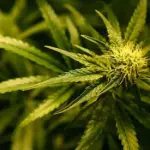 Il CBD può prevenire il Covid? Ecco una nuova ricerca