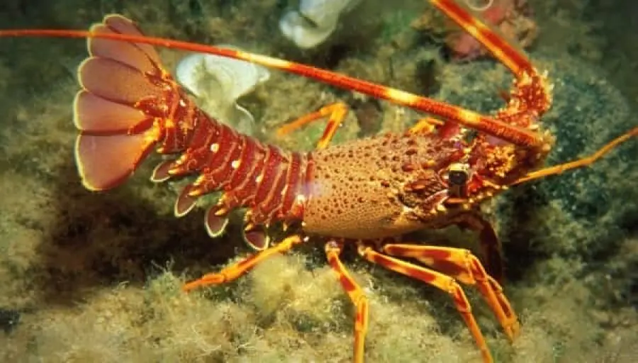 Estinzione delle aragoste a causa del cambiamento climatico: la preoccupazione degli studiosi