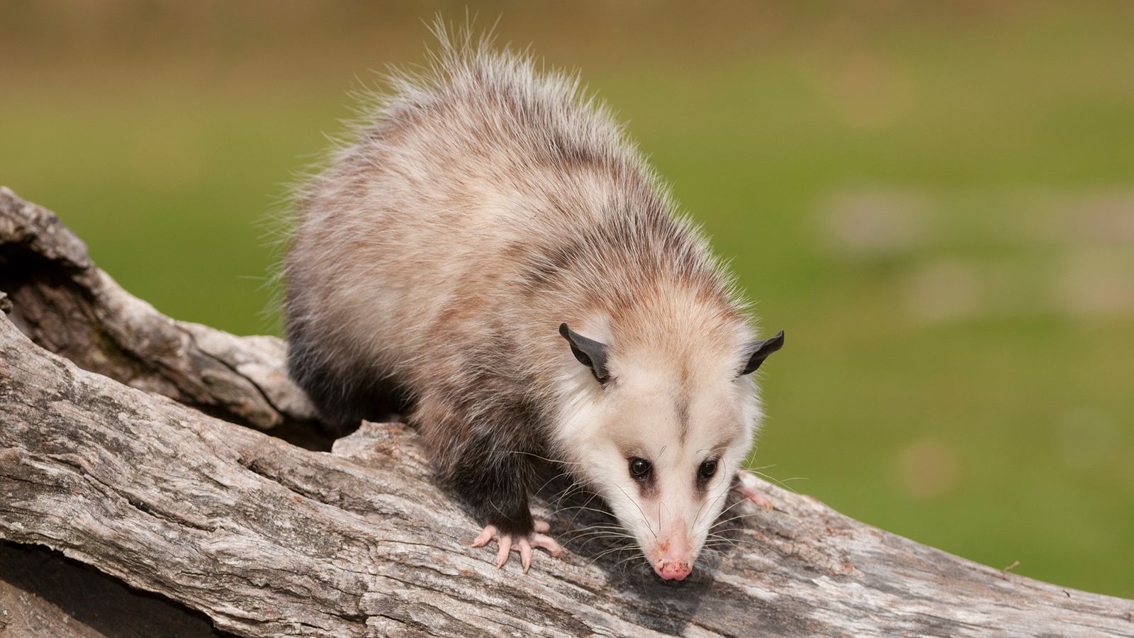 Scoperta nuova specie di opossum somigliante ad un topo