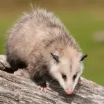Scoperta nuova specie di opossum somigliante ad un topo