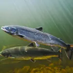 Nuovo habitat per i salmoni con lo scioglimento dei ghiacciai: lo studio