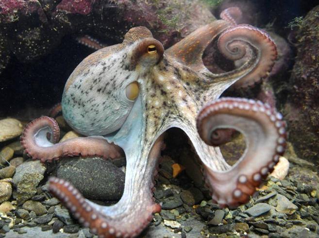 Scoperta nuova specie di polpo