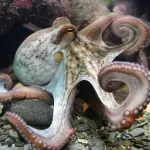 Scoperta nuova specie di polpo