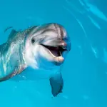 Gli animali che riconoscono i suoni hanno maggiori capacità di apprendimento, lo studio