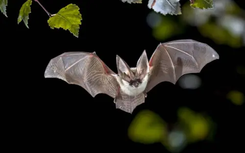 I pipistrelli vampiri preferiscono cacciare insieme, lo studio