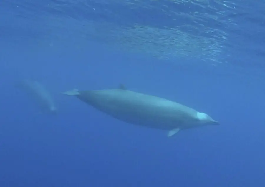 Identificata una nuova balena col becco dai biologi marini