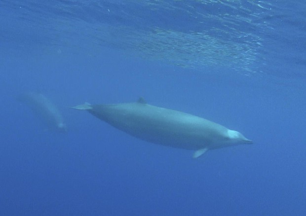 Identificata una nuova balena col becco dai biologi marini