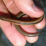 Scienziati individuano due nuovi tipi di scinchi