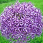 Scoperta nuova specie di cipolla in India