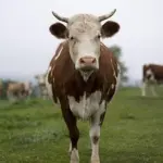 Mangiare selvaggina al posto del bestiame può salvare la Terra dai gas serra