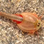 Emersi gamberetti a tre occhi dopo i monsoni in Arizona, la scoperta