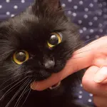 La scienza spiega perchè i gatti cacciano anche se domestici