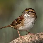 Gli uccelli imparano a riconoscere i suoni quando ancora sono nell'uovo, lo studio