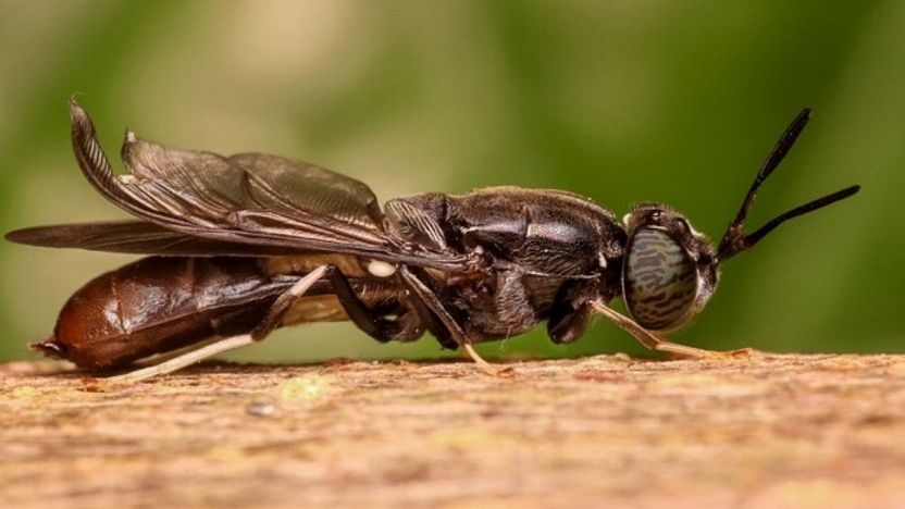 Scoperta nuova specie di mosca in Finlandia