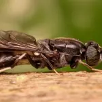 Scoperta nuova specie di mosca in Finlandia