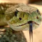 I serpenti derivano da una specie antica sopravvissuta alla pioggia di asteroidi