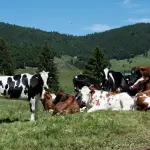 I ricercatori stanno provando ad addestrare le mucche ad usare il vasino