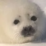 Diminuisce a vista d'occhio il cibo per foche