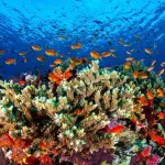 Scoperto il più grande corallo nell'oceano