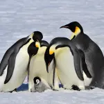Pinguini imperatori a rischio estinzione, lo studio