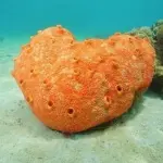 Animali simili a spugne hanno vissuto sulla terra milioni di anni fa