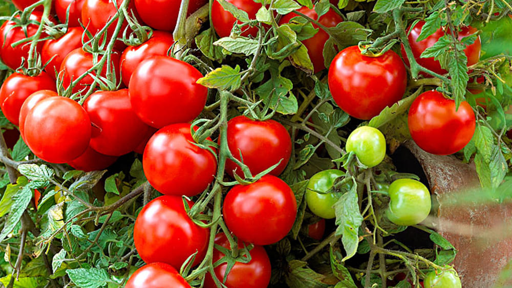I pomodori inviano scariche elettriche alle piante