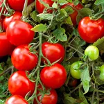 I pomodori inviano scariche elettriche alle piante