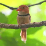 Gli uccelli e l'approccio allo zucchero cambia la loro sfera sensoriale