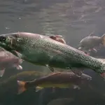 Tracce di metanfetamina nel fiume: le trote diventano dipendenti