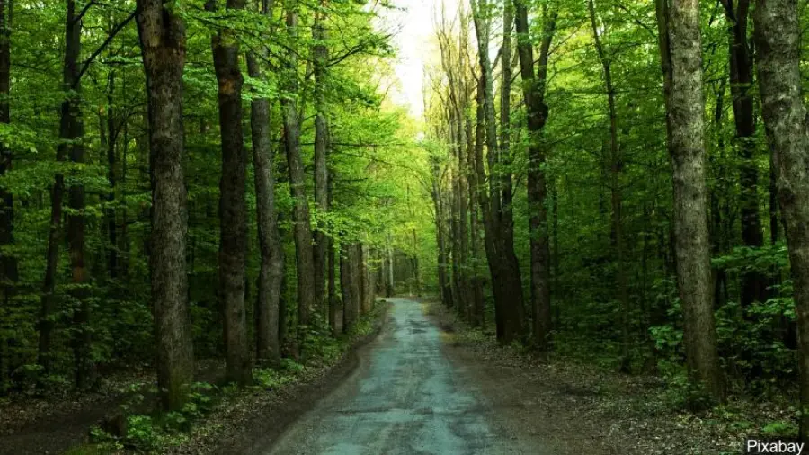 Gli alberi sono la chiave per stare freschi durante la stagione estiva