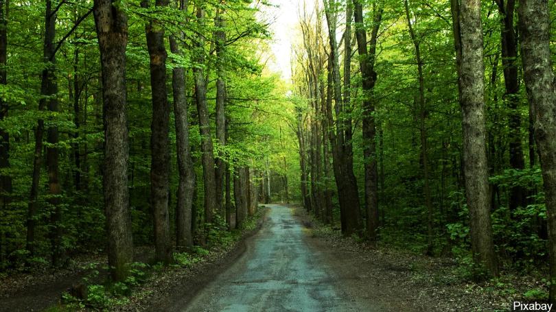 Gli alberi sono la chiave per stare freschi durante la stagione estiva